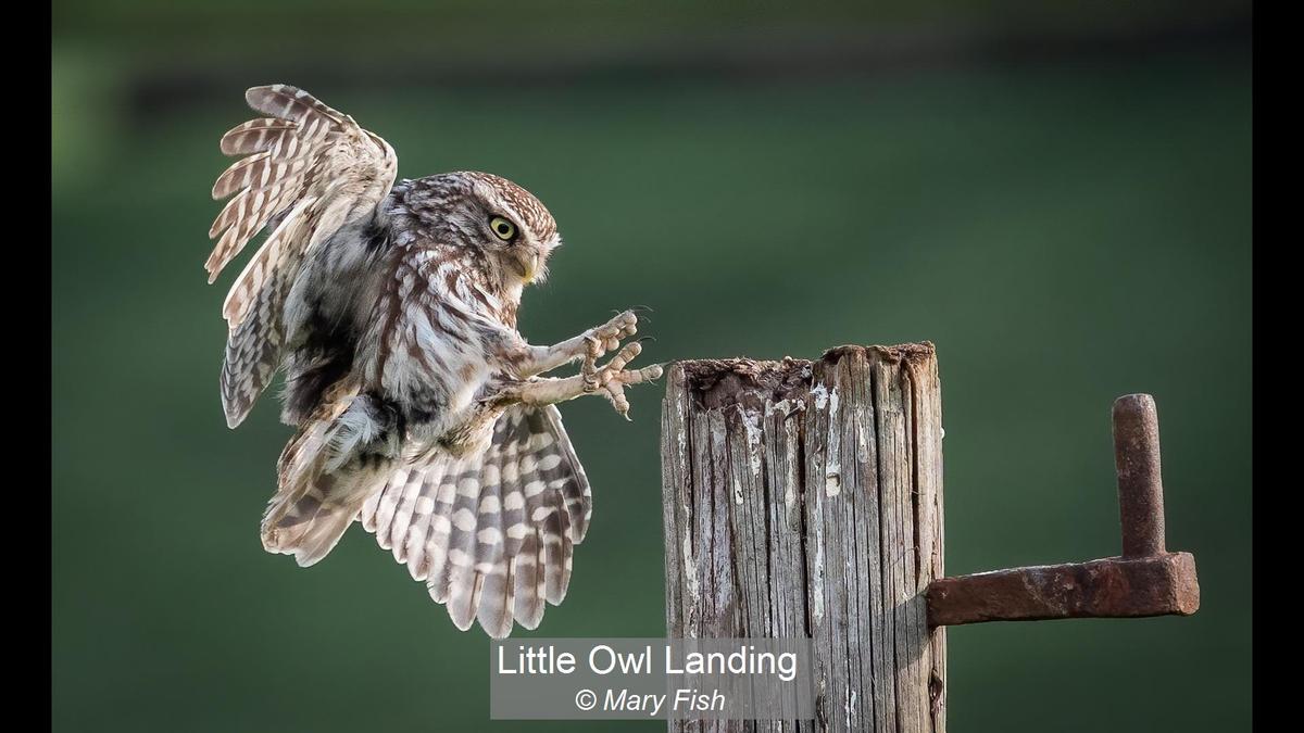 Little Owl Landing_Mary Fish